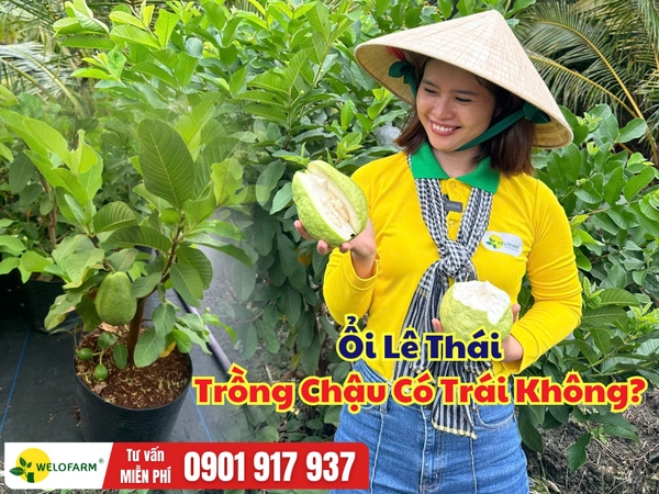 Ổi Lê Thái Trồng Chậu Có Trái Không? Giải Đáp Chi Tiết Cho Người Mới Bắt Đầu