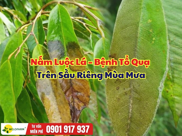 Nấm Luộc Lá – Bệnh Tổ Quạ Trên Sầu Riêng Mùa Mưa: Xử Lý Sao Cho Đúng?