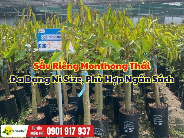  Cây Giống Sầu Riêng Monthong Thái – Đa Dạng Ni Size, Phù Hợp Ngân Sách