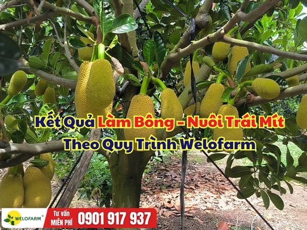 🌱 KẾT QUẢ LÀM BÔNG – NUÔI TRÁI MÍT THEO QUY TRÌNH WELOFARM