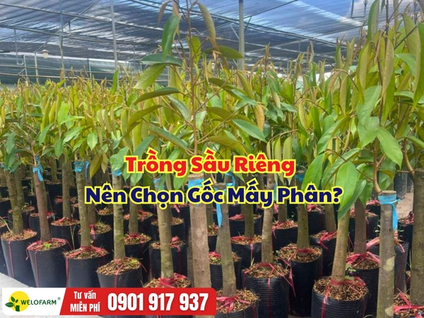  Trồng Sầu Riêng Monthong Thái Nên Chọn Gốc Mấy Phân?