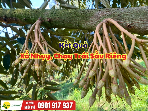 🌸 KẾT QUẢ XỔ NHỤY, CHẠY TRÁI SẦU RIÊNG THEO QUY TRÌNH WELOFARM