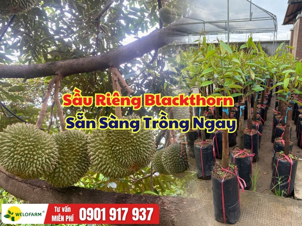 Sầu riêng Blackthorn gốc 3,5–4 phân – Cây khỏe, sẵn sàng trồng