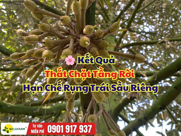 🌸 Kết Quả Thắt Chặt Tầng Rời – Hạn Chế Rụng Trái Sầu Riêng Sau Xổ Nhụy