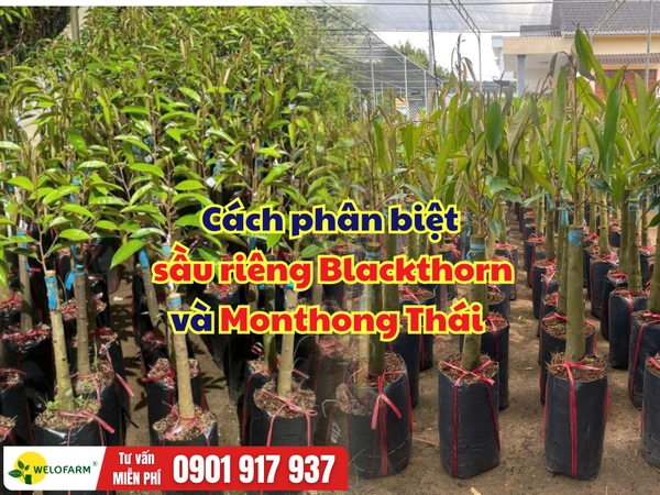 Cách phân biệt sầu riêng Blackthorn và Monthong Thái qua cây giống