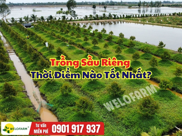 Trồng Sầu Riêng Thời Điểm Nào Tốt Nhất? Bí Quyết Xuống Giống Đạt Tỷ Lệ Sống Cao