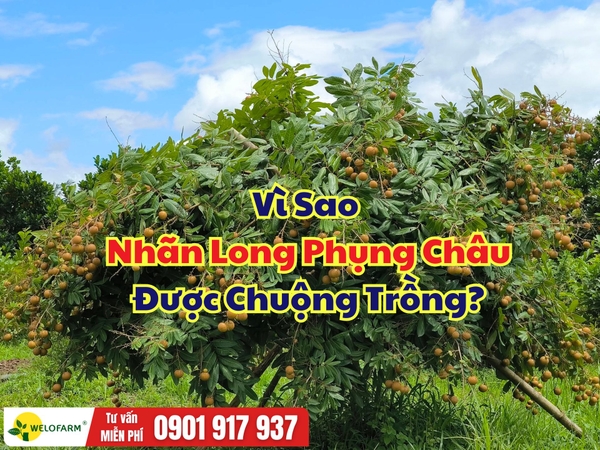 Nhãn Long Phụng Châu: 3 Lý Do Khiến Nhiều Nhà Vườn Lựa Chọn Trồng