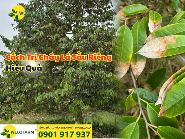 🍂 CÁCH TRỊ CHÁY LÁ SẦU RIÊNG HIỆU QUẢ 🌿 