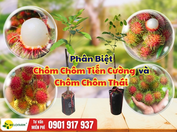 Phân Biệt Chôm Chôm Tiến Cường Và Chôm Chôm Thái: Cách Nhận Biết Và Lựa Chọn Đúng Giống