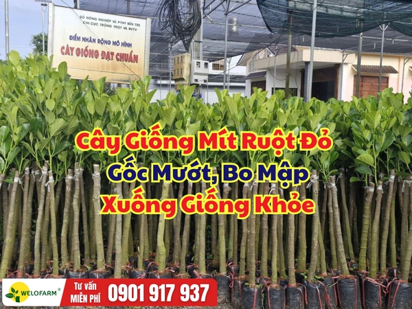 Cây Giống Mít Ruột Đỏ Xơ Vàng – Gốc Mướt, Bo Mập, Xuống Giống Khỏe
