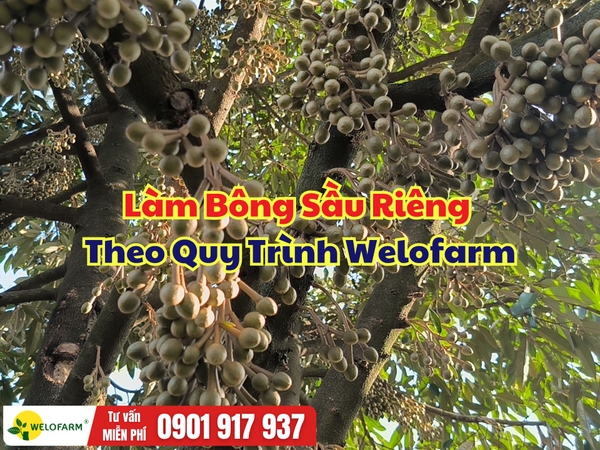 🌸 Làm Bông Sầu Riêng Theo Quy Trình Welofarm: Bông Ra Đều, Mập Khỏe, Cuống Dẻo Dai