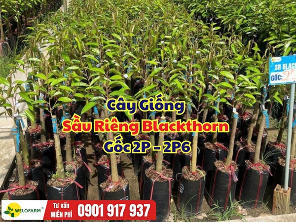 Cây Giống Sầu Riêng Blackthorn Gốc 2P – 2P6 | Cây Khỏe, Giá Mềm, Sẵn Sàng Xuống Giống