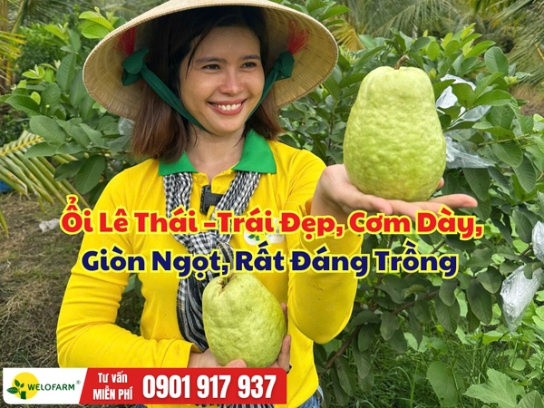 Ổi Lê Thái – Trái Đẹp, Cơm Dày, Giòn Ngọt, Đáng Để Xuống Giống