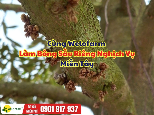 🌸 Cùng Welofarm Làm Bông Sầu Riêng Nghịch Vụ Miền Tây