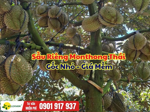 Sầu Riêng Monthong Thái Gốc Nhỏ – Giá Mềm, Cây Khỏe, Sẵn Sàng Xuống Giống