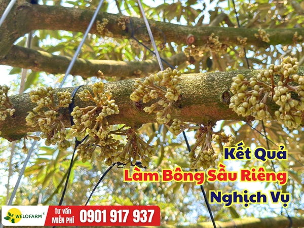 🌸 Kết Quả Làm Bông Sầu Riêng Nghịch Vụ Theo Quy Trình Welofarm