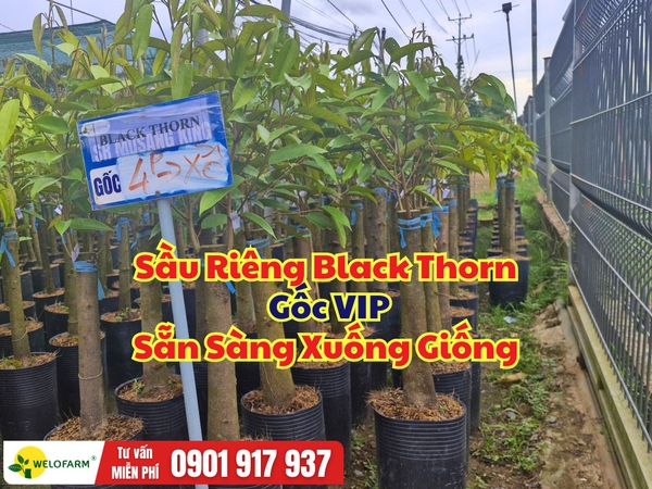 Sầu Riêng Black Thorn Gốc VIP – Cây Mạnh, Rễ Khỏe, Sẵn Sàng Xuống Giống