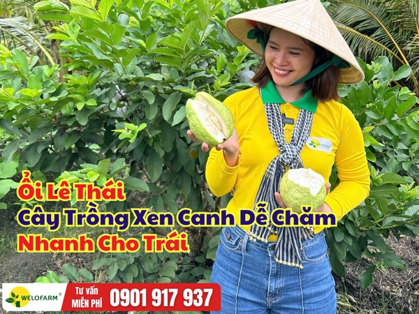 Ổi Lê Thái – Cây Trồng Xen Canh Dễ Chăm, Nhanh Cho Trái