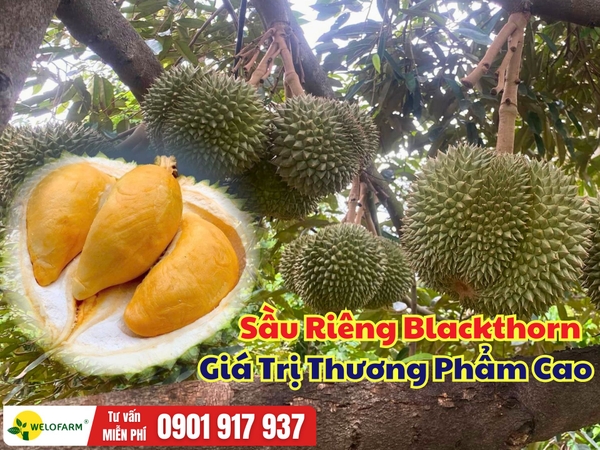 Sầu Riêng Blackthorn – Giống Cho Trái Sớm, Giá Trị Thương Phẩm Cao
