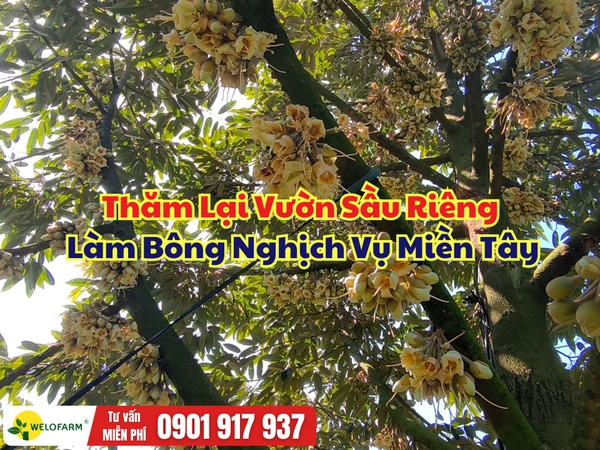 🌸 Thăm Lại Vườn Sầu Riêng Làm Bông Nghịch Vụ Miền Tây – Bông Xổ Nhụy Quá Đẹp