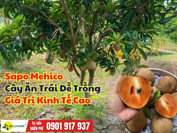 Sapo Mehico – Cây Ăn Trái Dễ Trồng, Trái Đẹp, Giá Trị Kinh Tế Cao