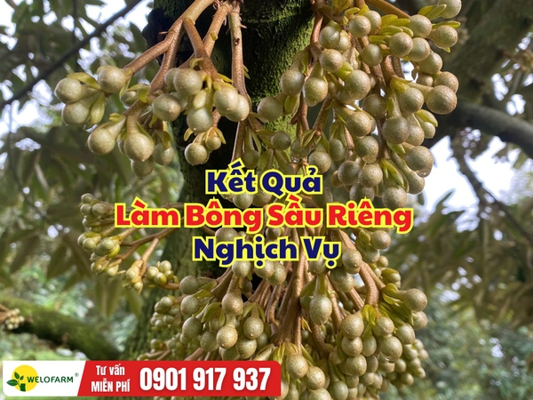 🌸 Kết Quả Làm Bông Sầu Riêng Nghịch Vụ Quy Trình Welofarm