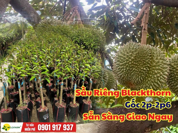 Sầu Riêng Blackthorn Gốc 2p – 2p6 – Cây Đẹp, Giá Mềm, Sẵn Sàng Xuống Giống