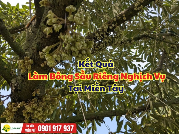 🌸 Kết Quả Làm Bông Sầu Riêng Nghịch Vụ Tại Miền Tây