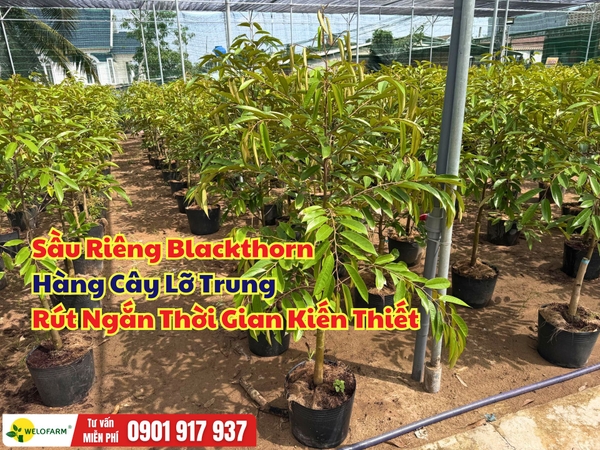 Sầu Riêng Blackthorn Lỡ Trung – Gốc Khỏe, Tán Đẹp, Rút Ngắn Thời Gian Kiến Thiết