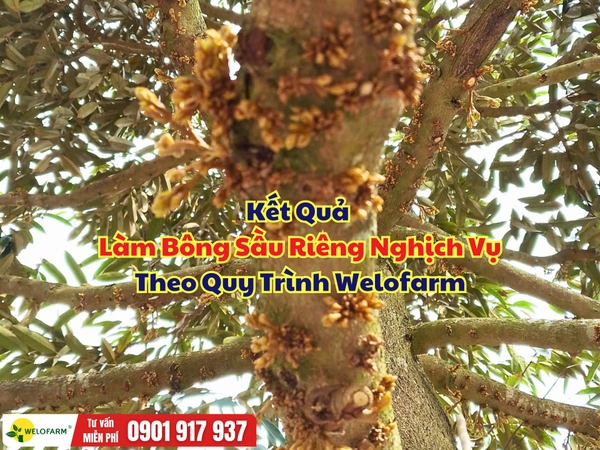 🌸 Kết Quả Làm Bông Sầu Riêng Nghịch Vụ Theo Quy Trình Welofarm