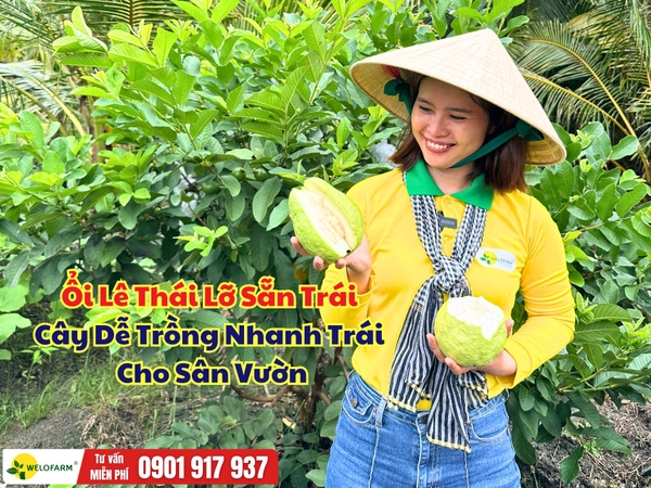 Ổi Lê Thái Lỡ Sẵn Trái – Cây Dễ Trồng Nhanh Trái Cho Sân Vườn