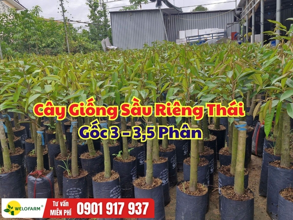 Cây Giống Sầu Riêng Thái Gốc 3 – 3,5 Phân – Lựa Chọn An Tâm Cho Vườn Mới