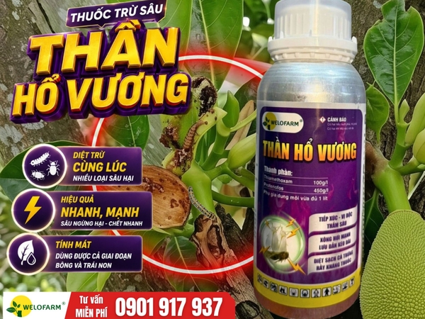💥 Cách Ngừa Sâu Hại Cho Mít Ruột Đỏ Đang Mang Trái