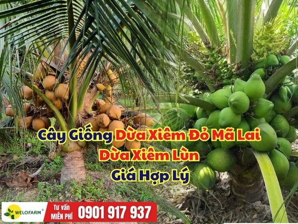 🌴 Dừa Xiêm Đỏ Mã Lai, Dừa Xiêm Lùn – Nguồn Cây Giống Dồi Dào, Giá Hợp Lý