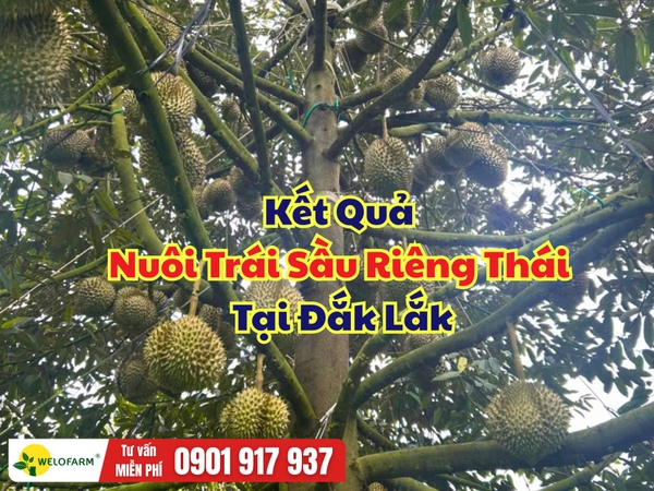 🌸 KẾT QUẢ NUÔI TRÁI SẦU RIÊNG THÁI TẠI ĐẮK LẮK
