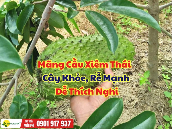 Mãng Cầu Xiêm Thái Hàng Cây Lỡ – Cây Khỏe, Rễ Mạnh, Dễ Thích Nghi