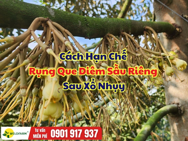 🌸 Cách Hạn Chế Rụng Que Diêm Sầu Riêng Sau Xổ Nhụy