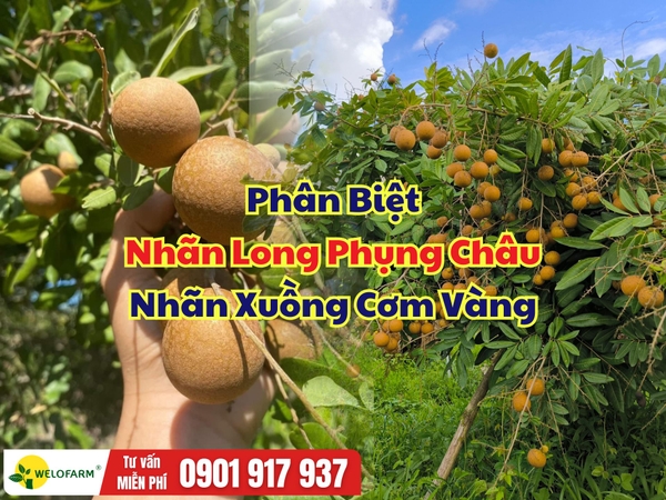 🌱 Phân Biệt Nhãn Xuồng Cơm Vàng và Nhãn Long Phụng Châu