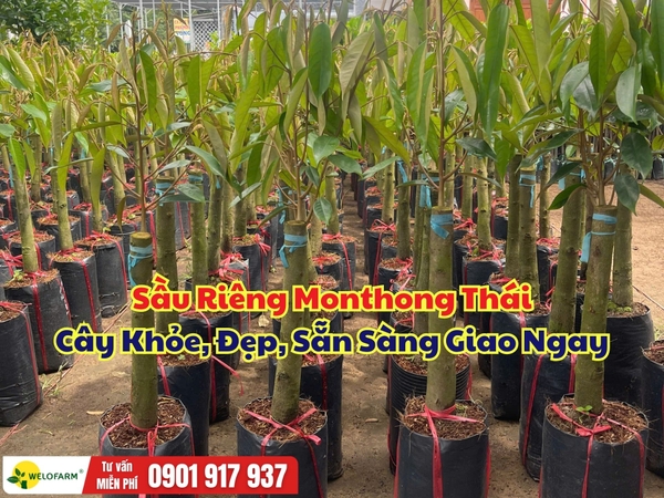 🌱 Sầu Riêng Monthong Thái – Cây Khỏe, Tán Đẹp, Sẵn Sàng Giao Ngay