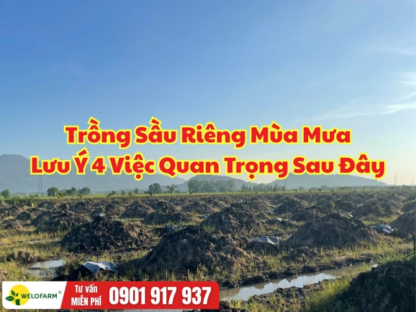 Trồng Sầu Riêng Mùa Mưa: 4 Lưu Ý Quan Trọng Giúp Cây Khỏe, Bén Rễ Nhanh