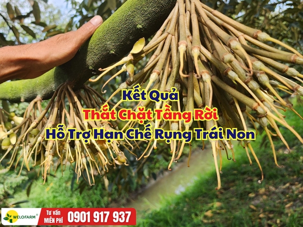 🌸 KẾT QUẢ THẮT CHẶT TẦNG RỜI – HỖ TRỢ HẠN CHẾ RỤNG TRÁI NON SẦU RIÊNG  