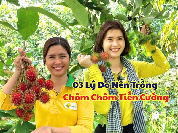3 Lý Do Nên Chọn Trồng Chôm Chôm Tiến Cường