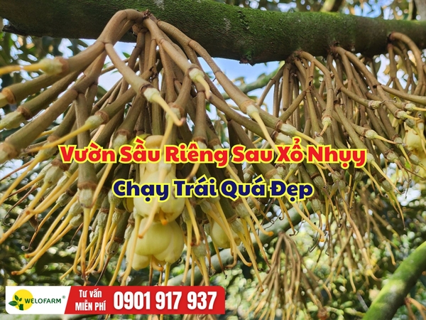 🌸 THĂM LẠI VƯỜN SẦU RIÊNG SAU XỔ NHỤY – CHẠY TRÁI QUÁ ĐẸP