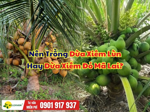 Nên Trồng Dừa Xiêm Lùn Hay Dừa Xiêm Đỏ Mã Lai?