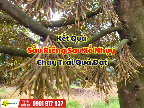 🌸 KẾT QUẢ SẦU RIÊNG SAU XỔ NHỤY – CHẠY TRÁI QUÁ ĐẠT