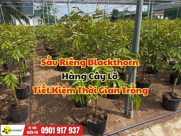 Sầu Riêng Blackthorn Hàng Cây Lỡ Tiết Kiệm Thời Gian Trồng