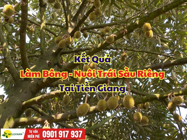 🌸 KẾT QUẢ LÀM BÔNG NUÔI TRÁI SẦU RIÊNG TẠI CÁI BÈ – TIỀN GIANG