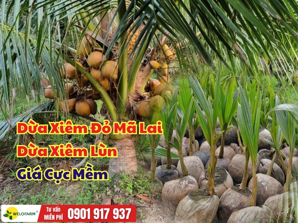 Dừa Xiêm Đỏ Mã Lai Và Dừa Xiêm Lùn – Giá Sỉ Cực Mềm
