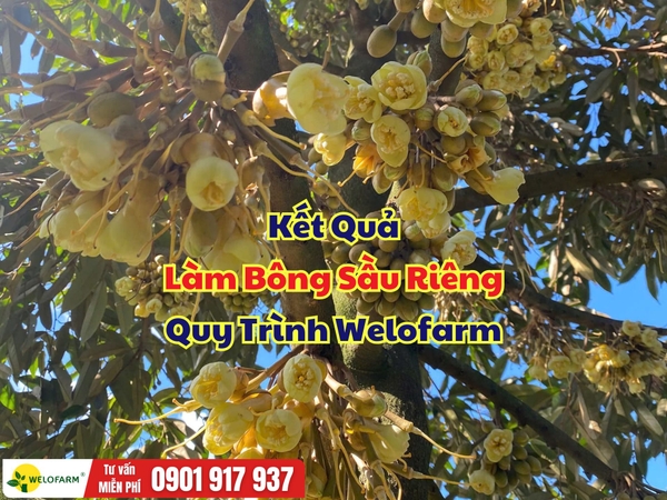🌸 KẾT QUẢ LÀM BÔNG SẦU RIÊNG TẠI CÁI BÈ – TIỀN GIANG