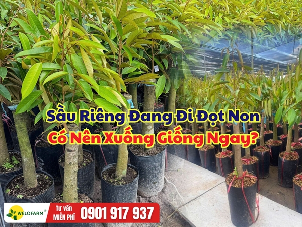 Sầu Riêng Đang Đi Đọt Non Có Nên Xuống Giống Ngay?